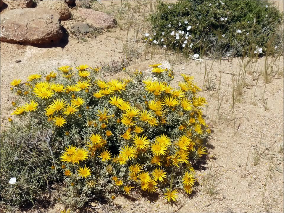 tafraout rochers peints_HDTV