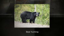 BEAR and WHITETAIL DEER - Hunting Guides & Outfitters