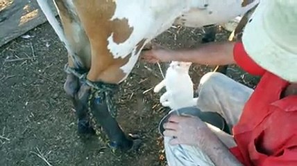 World Cutest Cat - What a cute little cat, Drinking milk - Latest 2015 video