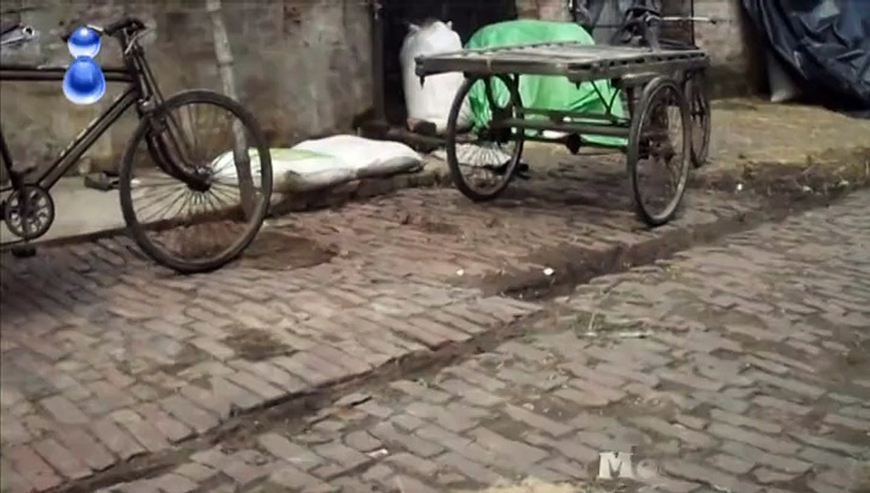 Indian Sparrow Calture & Habitation