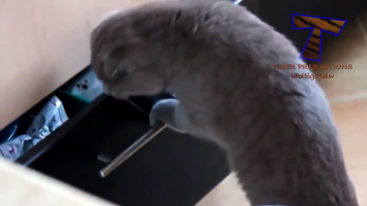 chat coupable