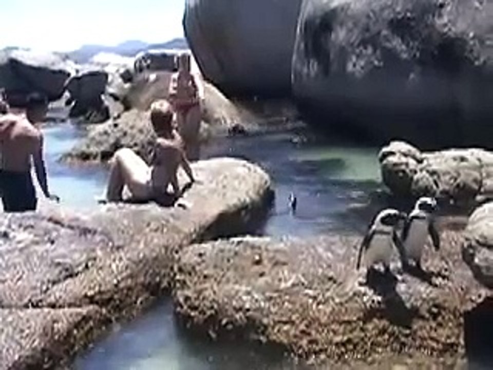 African Penguins, Boulders Beach, Cape Town - South Africa