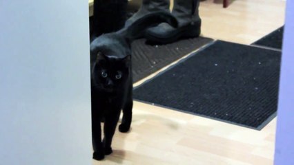 N2 the Talking Cat S1 Ep1 - My Name is N2