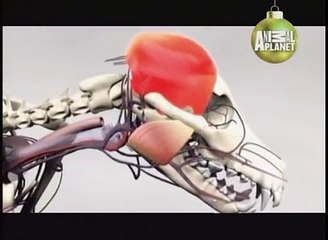 ABC Canino Pitbull Terrier Americano Español