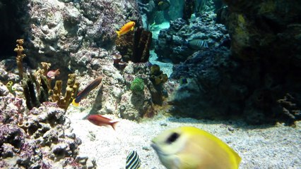 Aquarium de Montpellier