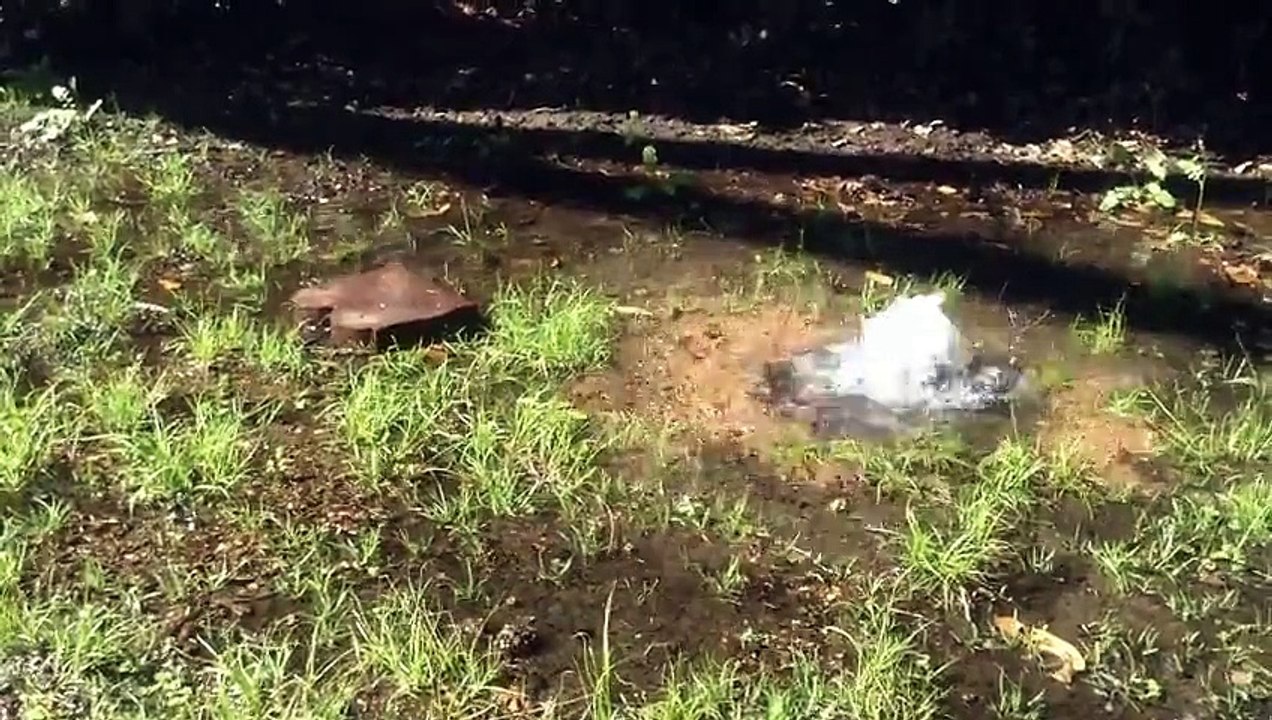 Inspect360 Spring Sprinkler Inspection