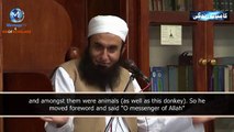 Even Animal Loves Muhammad PBUH, Maulana Tariq Jameel