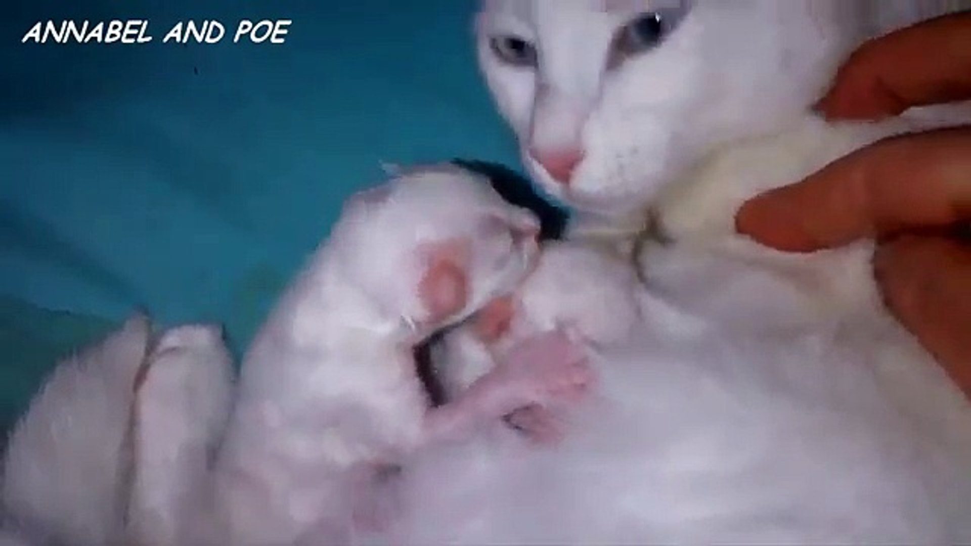 ⁣Cute Kittens Fight For Milk   Milk Fight   Funny Kitten   Cute Kitten   Funny Kittens   Cute Kittens