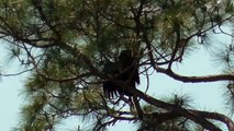 SWFL Eagles_Short Flights~Crows~ Second Food Delivery 04-05-15