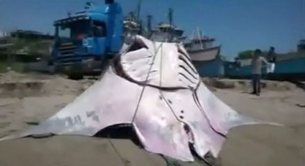 Une raie géante pêchée au Pérou