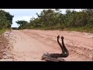 The Most unbelievable Video  I've ever seen on  the internet -two Cobra fight