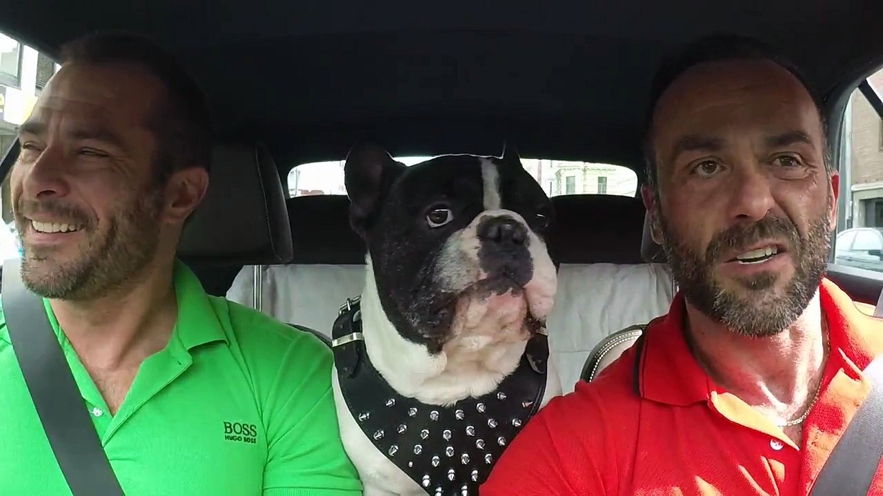 Un bouledogue français très bavard !!