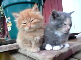Tired Kittens  / Trötta kattungar