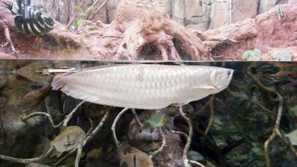 Aquarium de Montpellier