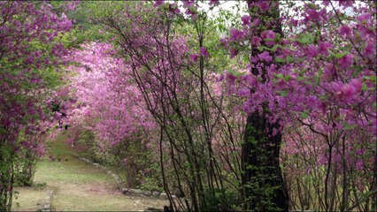 星影のﾜﾙﾂ ﾊｰﾓﾆｶ ｶﾗｵｹ
