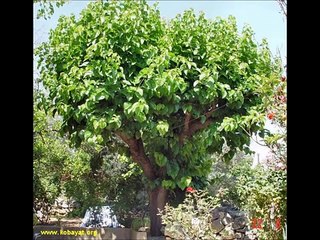 الشاعرالفلسطيني ابو عرب هدي يا بحر هدي طولنا  بغيبتنا-11