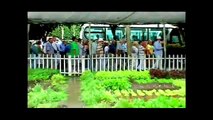 Espectáculo del Caballo Peruano de Paso Hacienda Los Ficus Lima, Perú