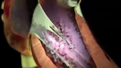 How the Heart Works 3D Video.flv