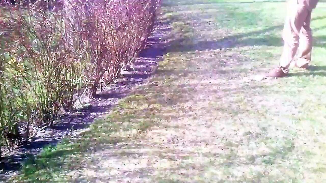 Perfecta Luftgewehr Mod. 55