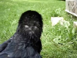 talking raven