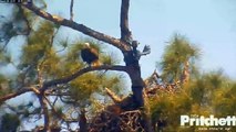 SWFL Eagle Cam ~ Looking for Ozzie ~ 03/20/15