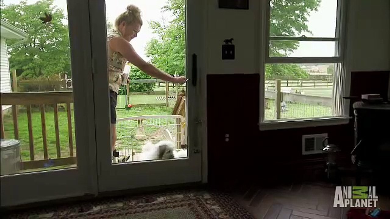 Pipsqueak Headbutts Puppies | Too Cute!