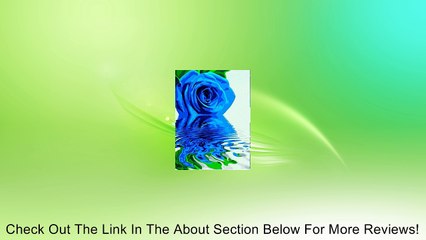 Blue Rose-DIY Painting-Paint By Number Kit - 16 x 20 inch Frameless flower Review