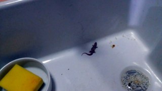 LIZARD IN MY SINK!!!