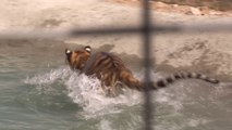Rescued tigers swim for the first time