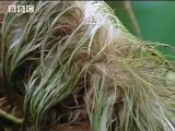 Mouldy Sloth: Amazing Animals - Amazon Assassin - BBC wildlife