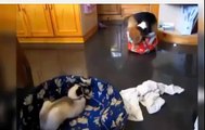 Cats expel dogs from bed! Кошки выгоняют собак с постели!