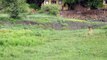 Lion saves calf- Lion protects prey and saves from another lion attack