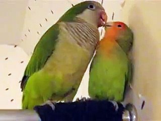 Pico the Quaker Parrot and Love bird giving kisses and saying"oh yes"
