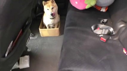 Funny Videos: Dog's Reaction As His Travelling Box Skrinks