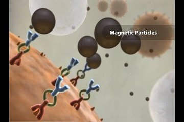 EasySep: Immunomagnetic Cell Separation (STEMCELL Technologies)