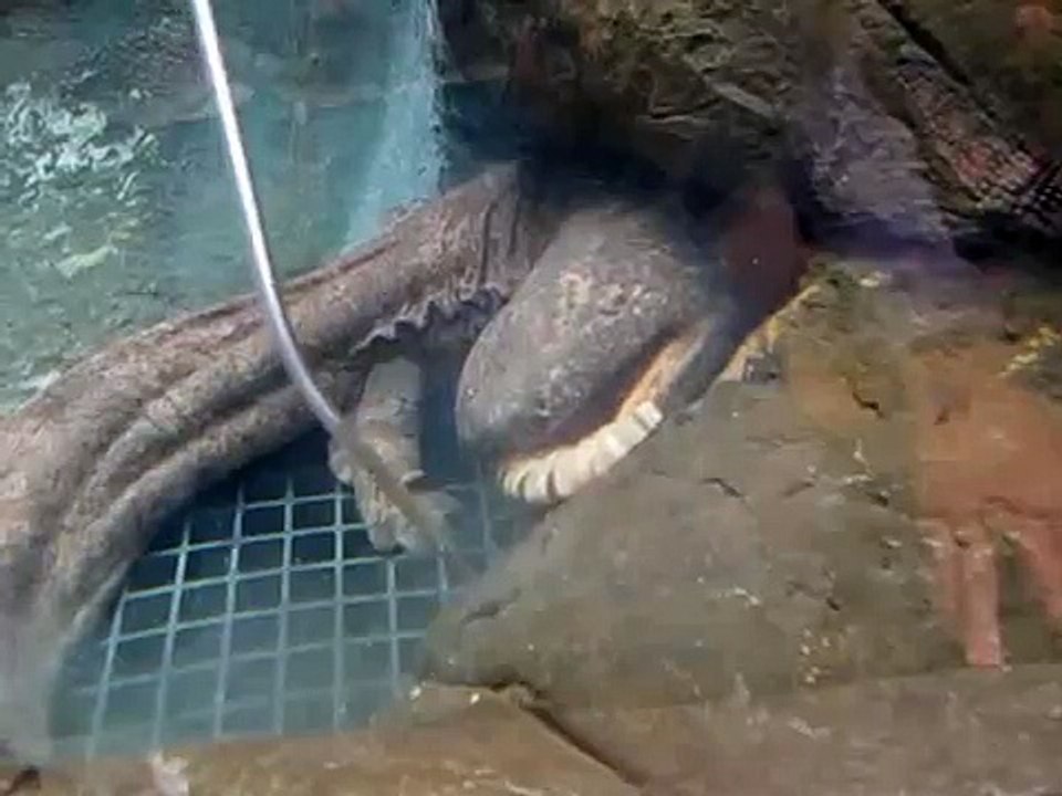 Chinese Giant Salamander