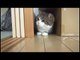 FUNNY fluffy cat !!! Côte super prankster! The best jokes about cats and dogs! Cool fun!