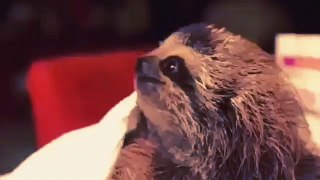 Three-toed Sloth Offers Flowers - Ленивец Дарит Цветы ! - Прикол !