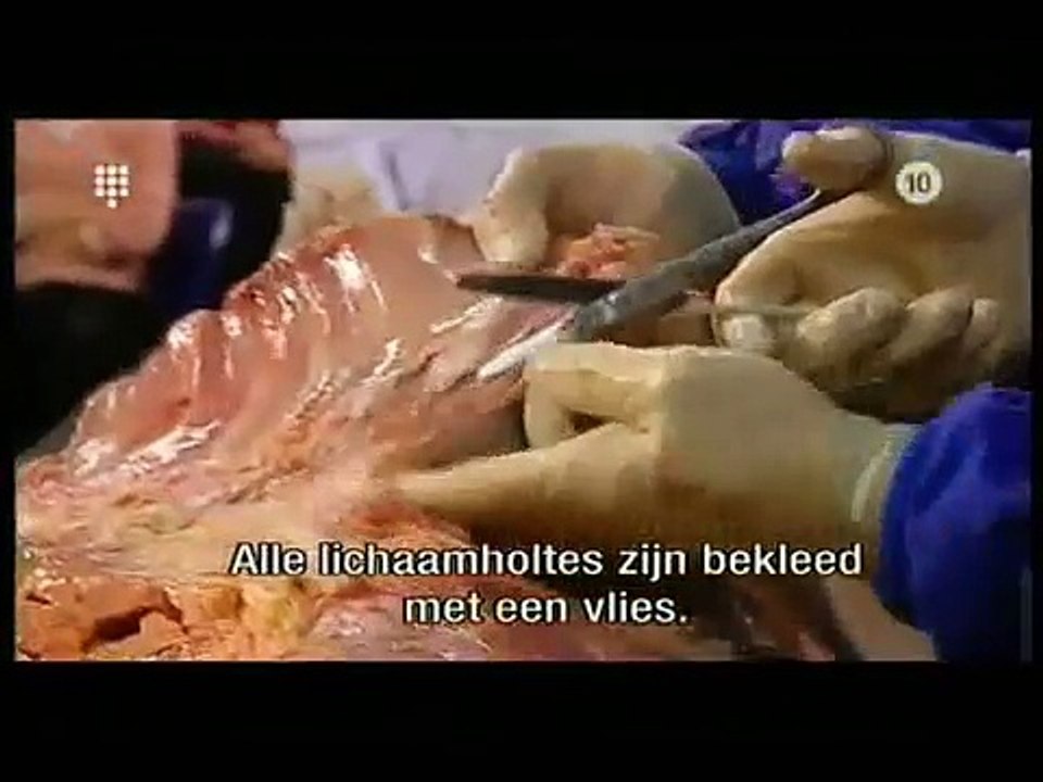 anatomie voor beginners circulatie anatomy for beginners circulation 2-2 complete series.wmv