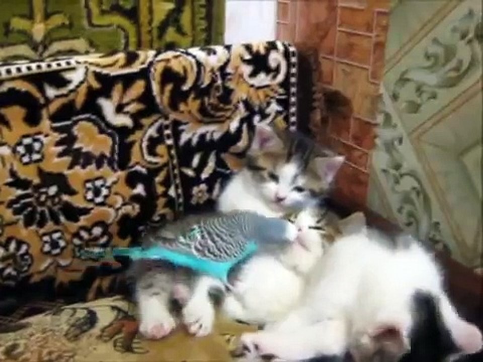Funny Parrot vs Cute Kittens - Неугомонный Попугай Чистит Котят - Прикол !