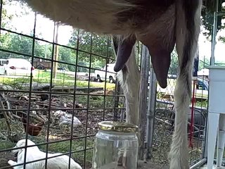 Milking Ms Ruby - the best milk goat ever !