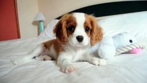 Brandy the cutest  Cavalier King Charles Spaniel Puppy ever - Dog Baby at the Bed