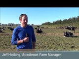 Stradbrook Robotic Dairy Farm in New Zealand