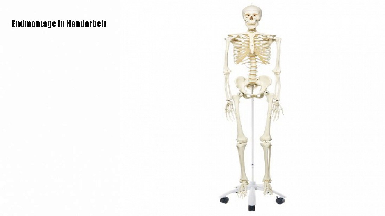 3BScientific A10 Standard-Skelett Stan, auf 5-Fuß-