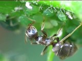 Ants and Aphids (Super Macro/Close-up)