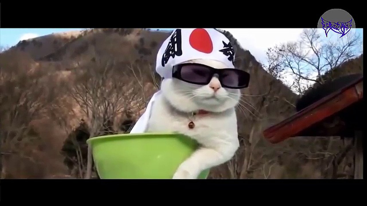 Funny Cats Compilation [Most See] Funny Cat Videos Ever Part 1