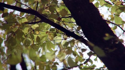 After Effects Project Files - Parallel Lines - VideoHive 9381056