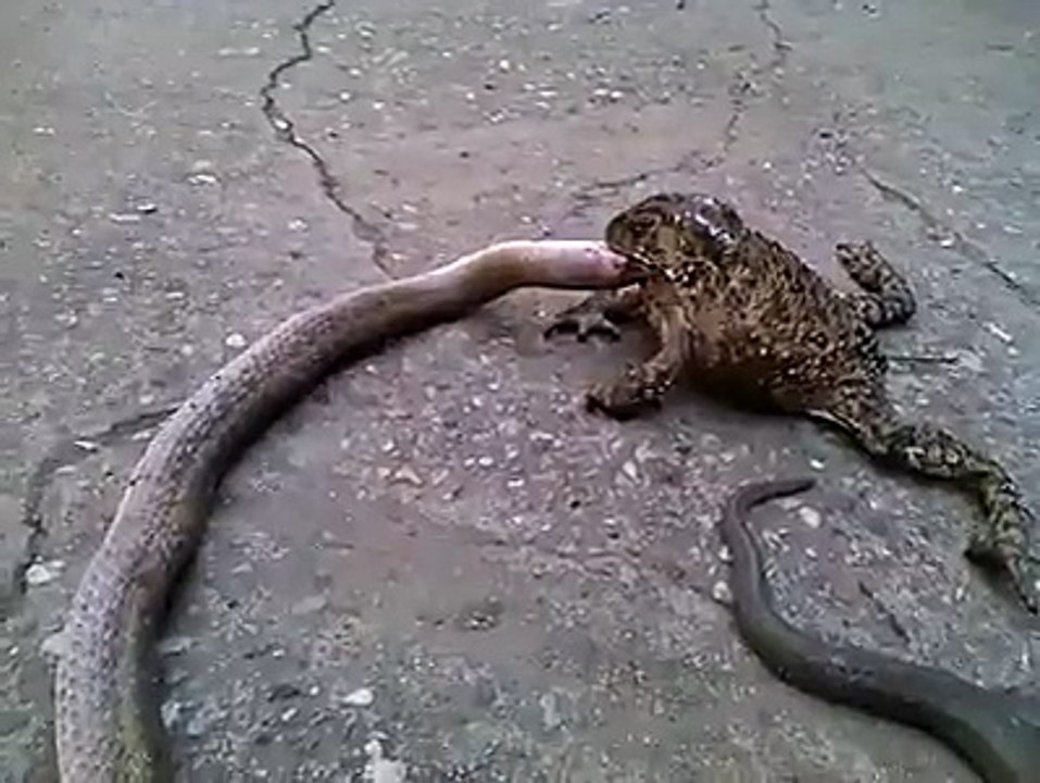 hahaha frog is eating a snake very funny and  amazing