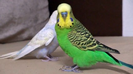 DİKMEN  ETNA KOMBİ SERVİSİ -  0312-279 15 16