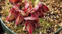 Carnivorous Plants - Cephalotus follicularis
